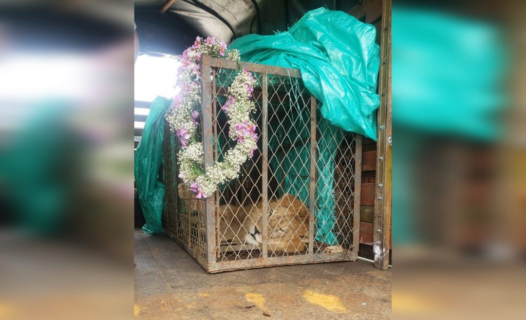 Se acabó la espera: Júpiter, el león, ya llegó a Cali