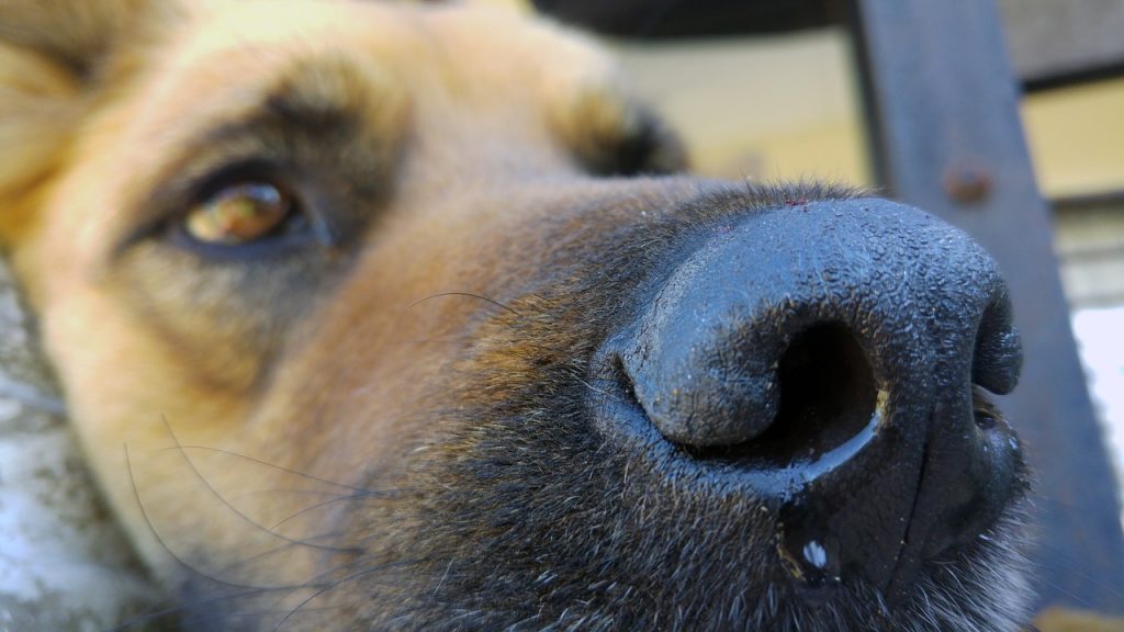 Analizan si perro contrajo coronavirus en Hong Kong, el canino fue aislado