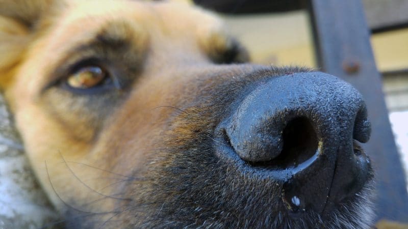 Analizan si perro contrajo coronavirus en Hong Kong, el canino fue aislado