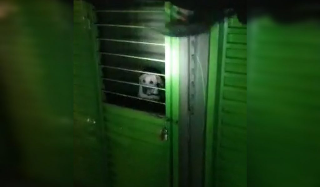 Por considerarlo maltrato, perros no volverán a ser usados para vigilancia del CAM