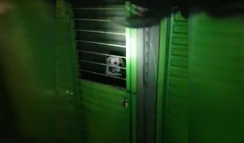 Por considerarlo maltrato, perros no volverán a ser usados para vigilancia del CAM