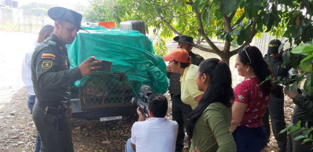 León Júpiter corre riesgo de morir durante su traslado: veterinario que lo atiende