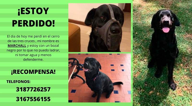 Ofrecen 3 millones de recompensa por Marchall, perro de exgobernador del Valle