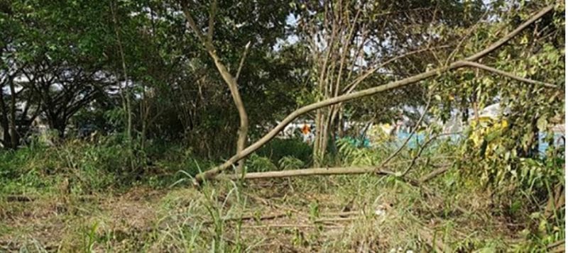 Suspenden firma de ingenieros por talar 27 árboles en lote de Bochalema