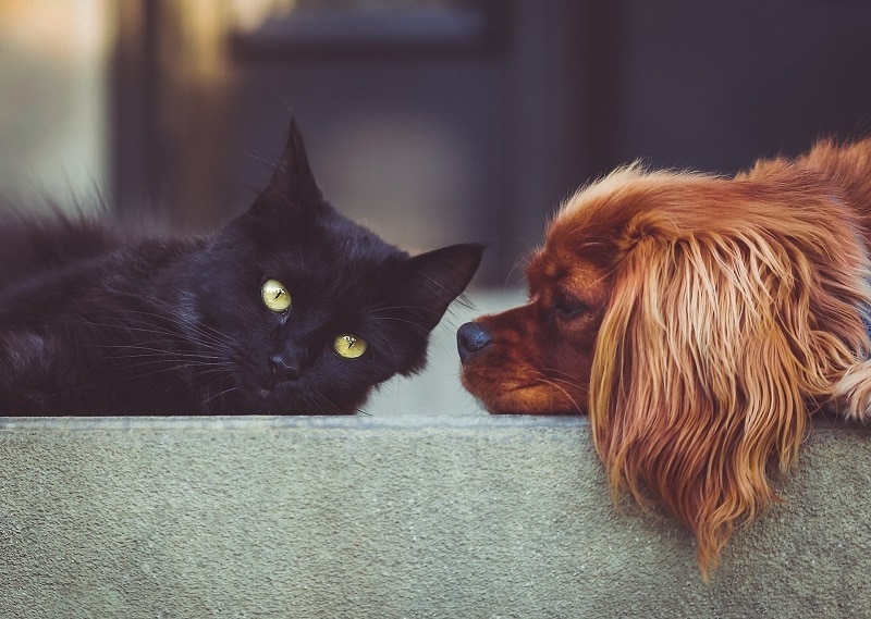OMS reitera que mascotas de hogar NO transmiten coronavirus a humanos
