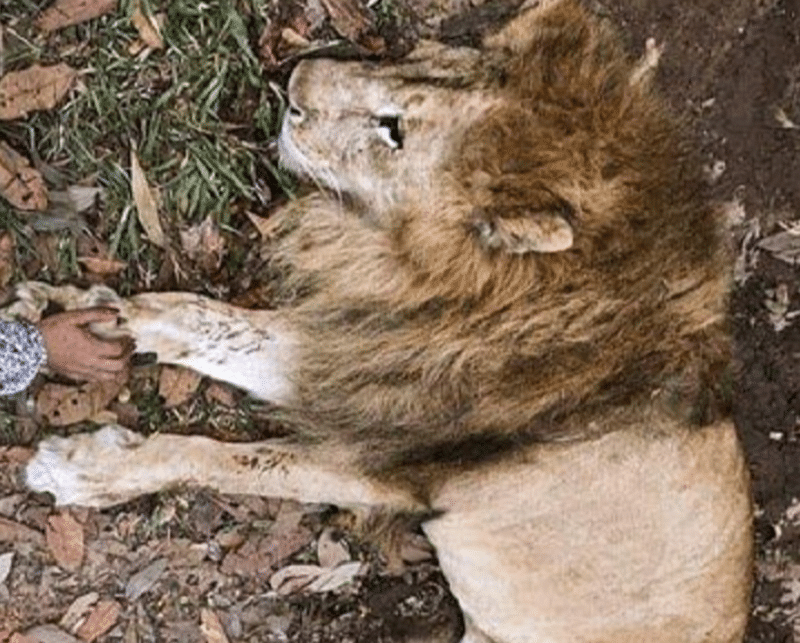 Tras la muerte del León Júpiter, urge en Cali un centro de atención animal