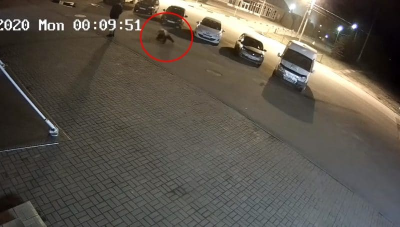 Ataque de oso a un hombre en plena ciudad quedó registrado en video de seguridad