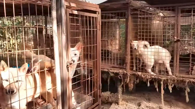 https://90minutos.co/wp-content/uploads/2020/05/china-prohibe-criar-perros-consumo-humano-29-05-2020.jpg