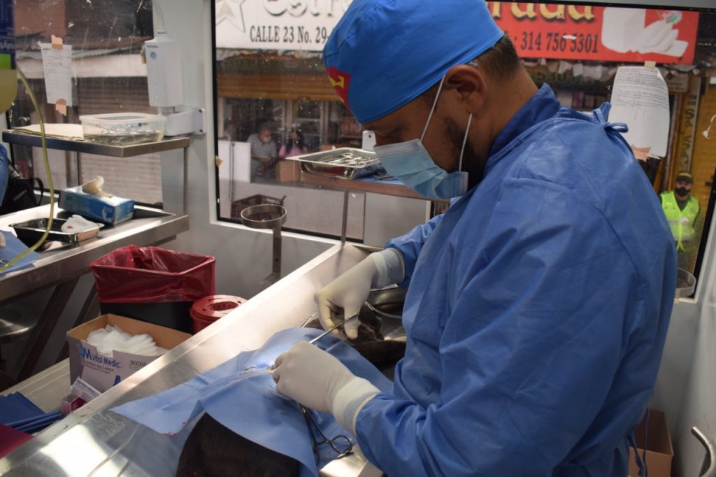 Jornadas gratuitas de esterilización en Cali: infórmese sobre dónde y cuándo se realizarán