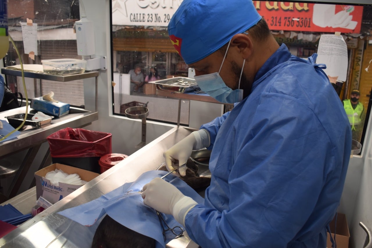 Jornadas gratuitas de esterilización en Cali: infórmese sobre dónde y cuándo se realizarán
