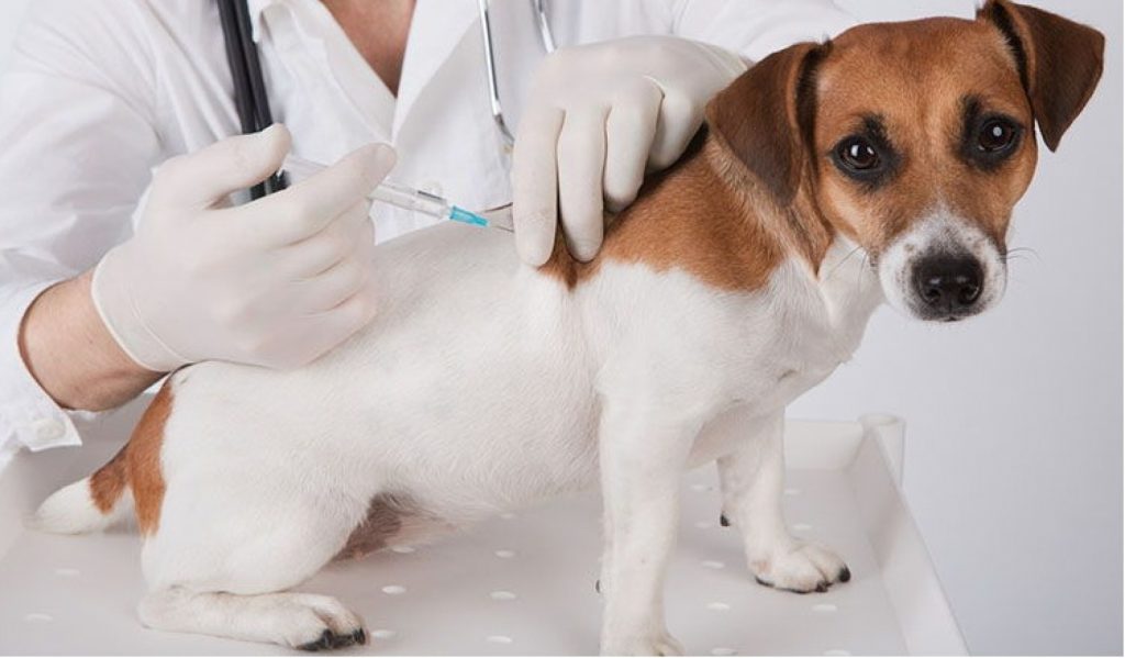 ¡Atención, dueños! Zoonosis realiza jornadas gratuitas de vacunación para mascotas en Cali