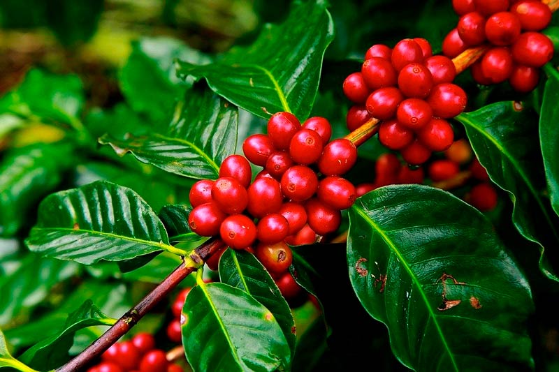 Colombia se alista para recoger cosecha cafetera de 7,5 millones de sacos