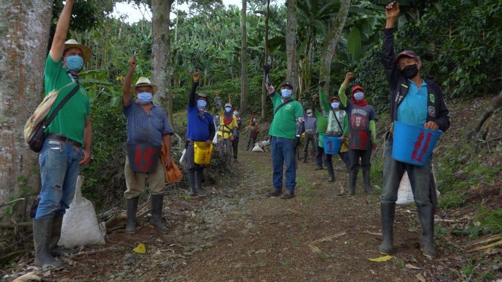 ‘Plan Cosecha’ prevé recolección de más de 400 mil sacos de café que buscan aliviar economía en Valle