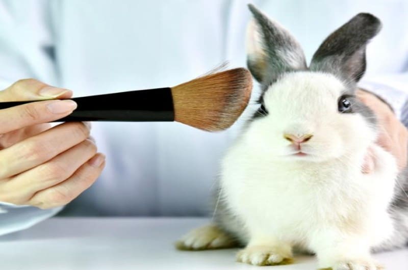 Gobierno prohíbe la prueba de cosméticos en animales en Colombia
