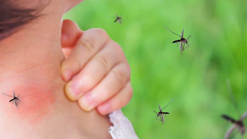 ¡Tome nota! Estas son las recomendaciones para prevenir el dengue