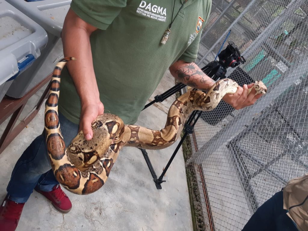 Tráfico de fauna silvestre: un mercado de maltrato y muerte