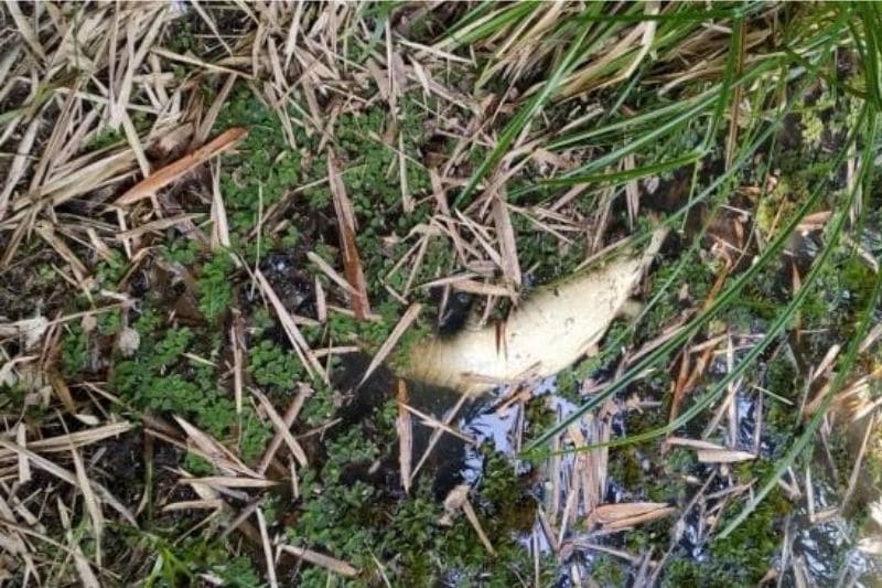 Babilla es hallada muerta en el humedal de ciudad jardín