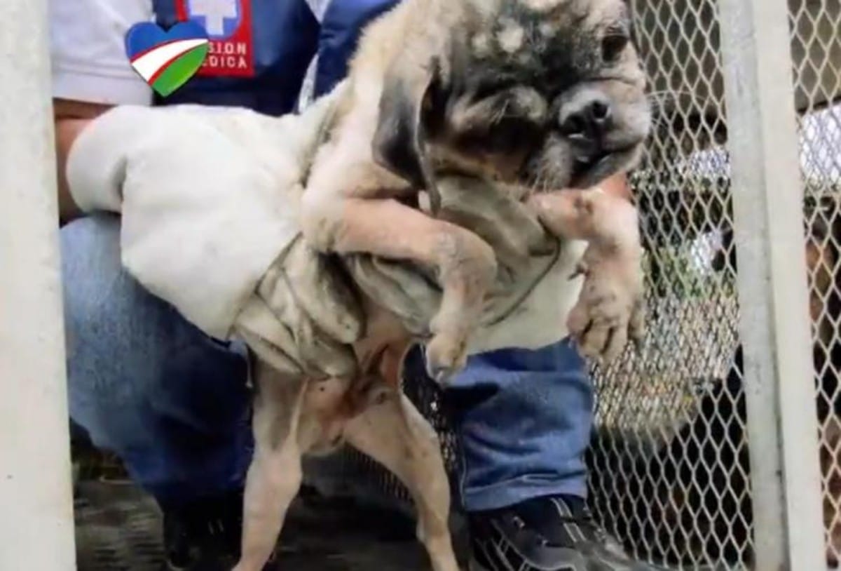Rescataron a 69 perros que utilizaban para reproducción y compra de mascotas