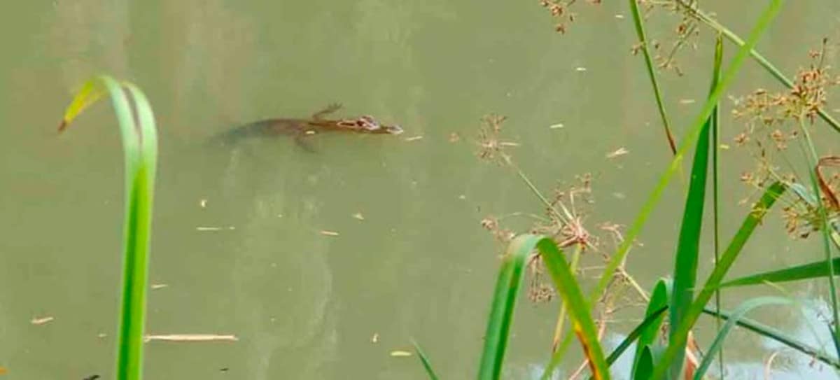 ¡Un nuevo ejemplar!: Dagma descubrió caimán en el Lago de la Babilla