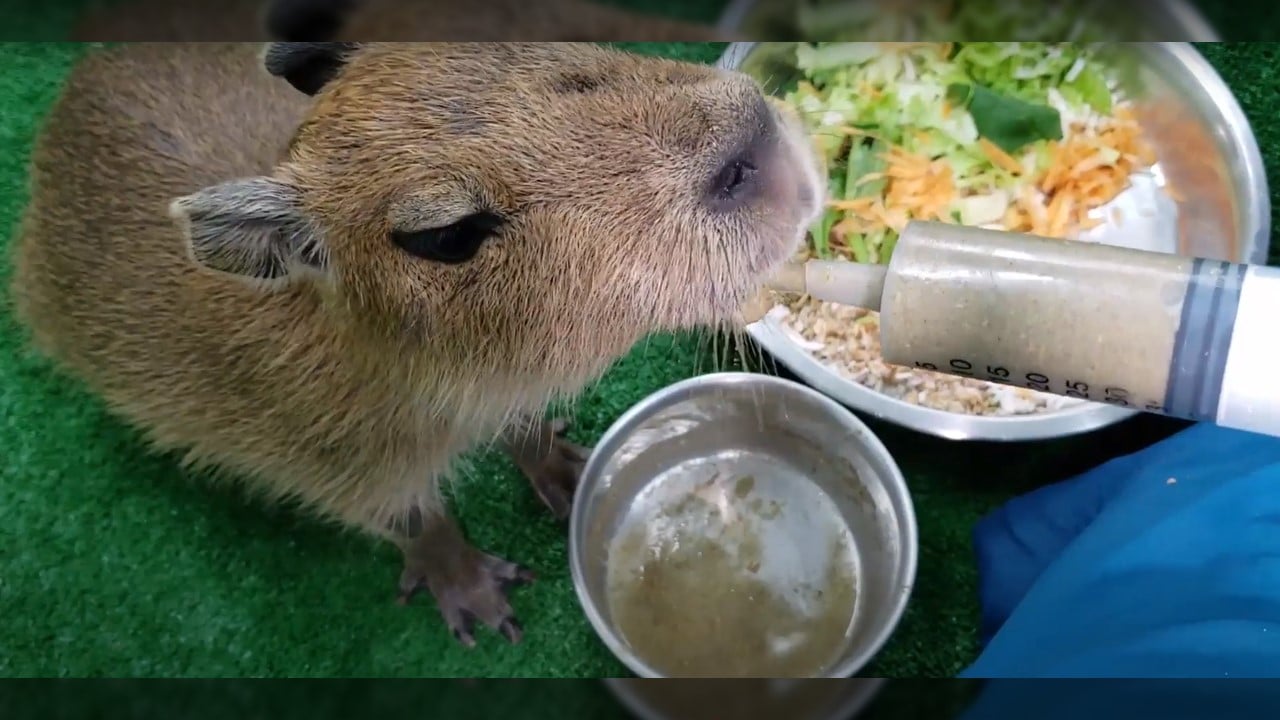 Cría de chigüiro recibe crianza asistida por parte del Zoológico de Cali