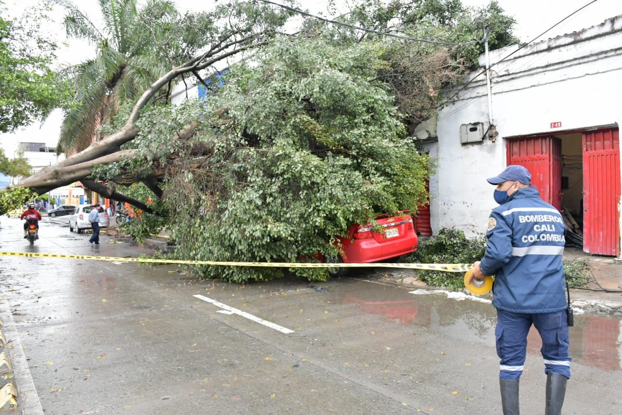 Más de 30 árboles caídos y estructuras colapsadas, luego vendaval en Cali 