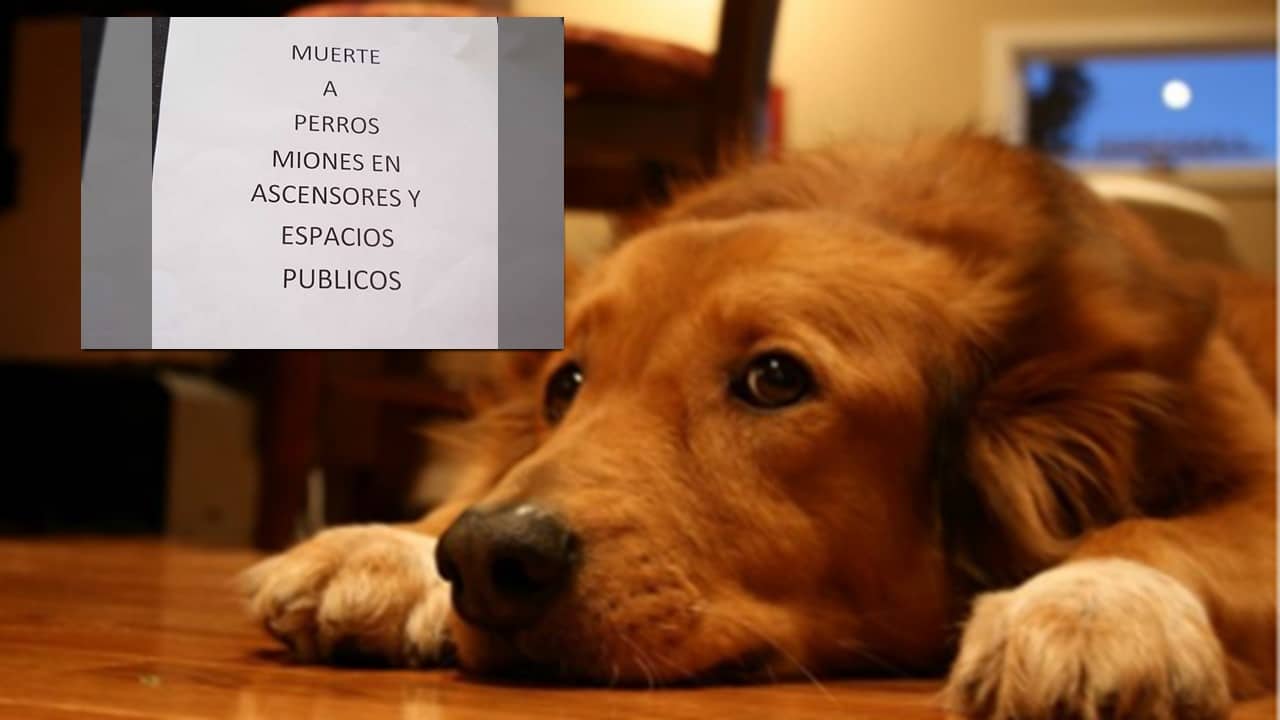 "Por Miones": rechazo en Cali por amenazas contra mascotas en unidad residencial