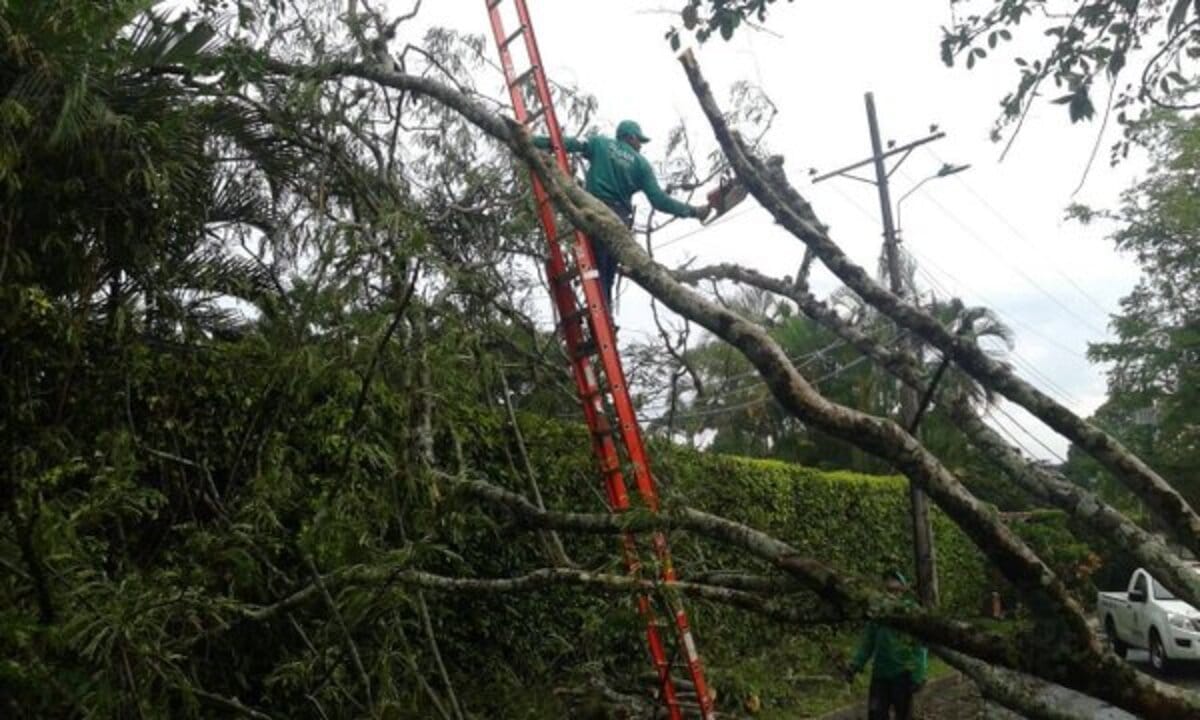 Dagma recibe 200 solicitudes mensuales exigiendo tala de árboles