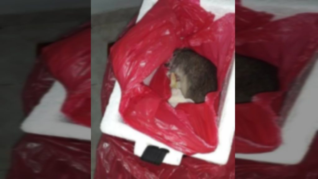 Denuncian que un hospital en Tuluá entregó una rata muerta en lugar de cuerpo de bebé