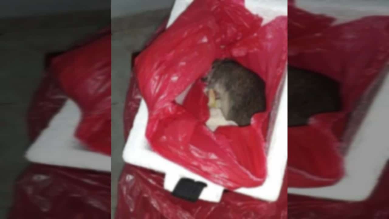 Denuncian que un hospital en Tuluá entregó una rata muerta en lugar de cuerpo de bebé
