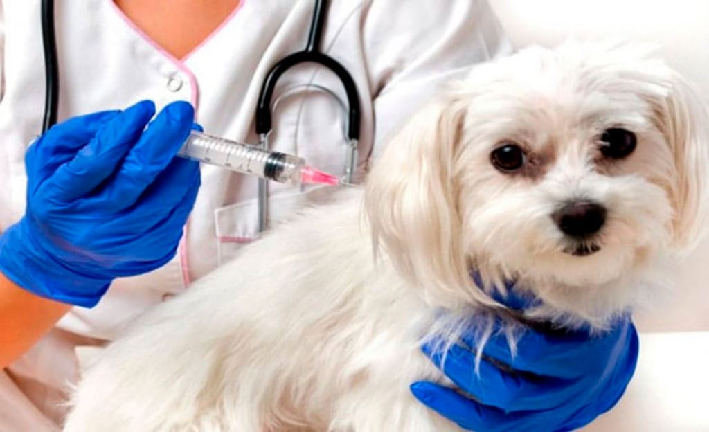 en-el-dia-mundial-contra-la-rabia-se-vacunaran-5-000-animales-en-el-valle-25-09-2023