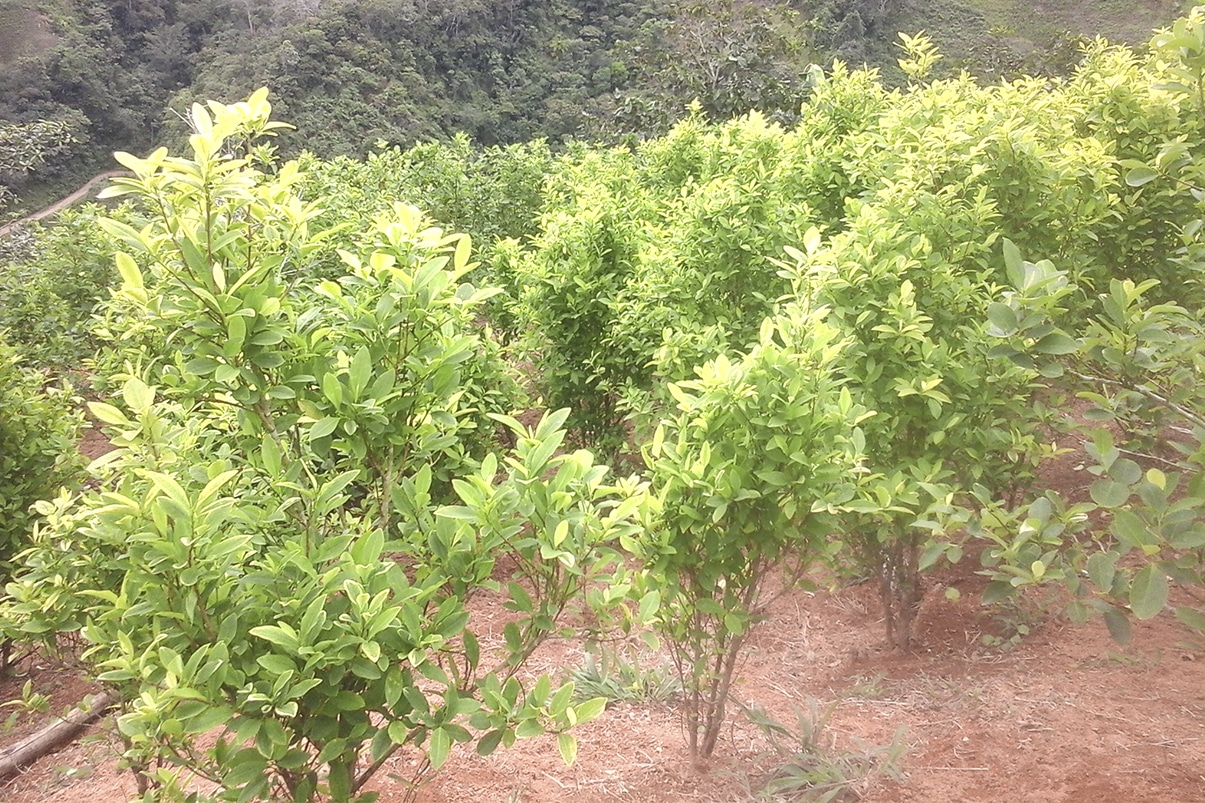 Colombia rechaza informe de EEUU sobre aumento de cultivos de coca en 2020