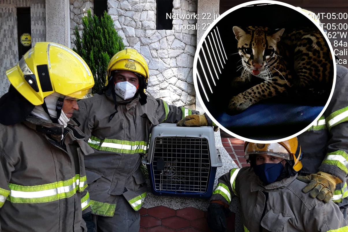 Video: Bomberos de Cali rescataron un joven tigrillo en casa de El Ingenio