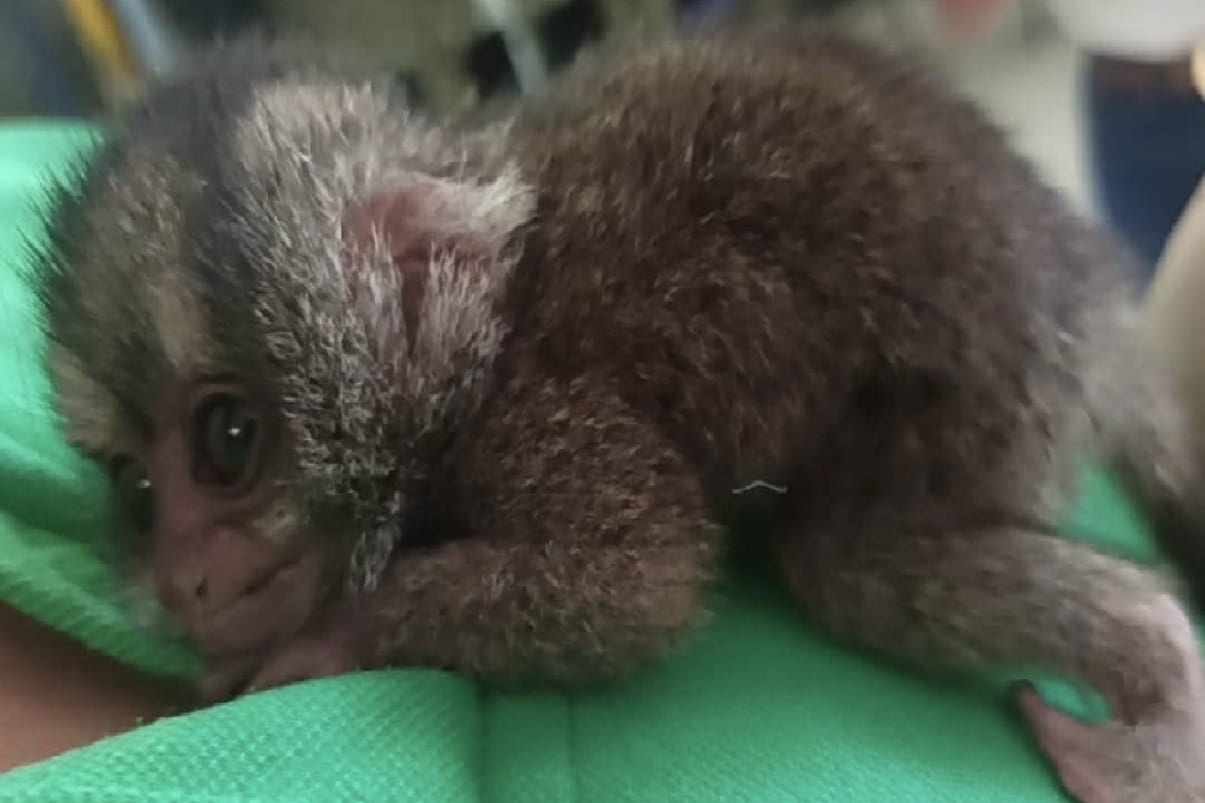 Mono nocturno recién nacido fue rescatado en Riofrío