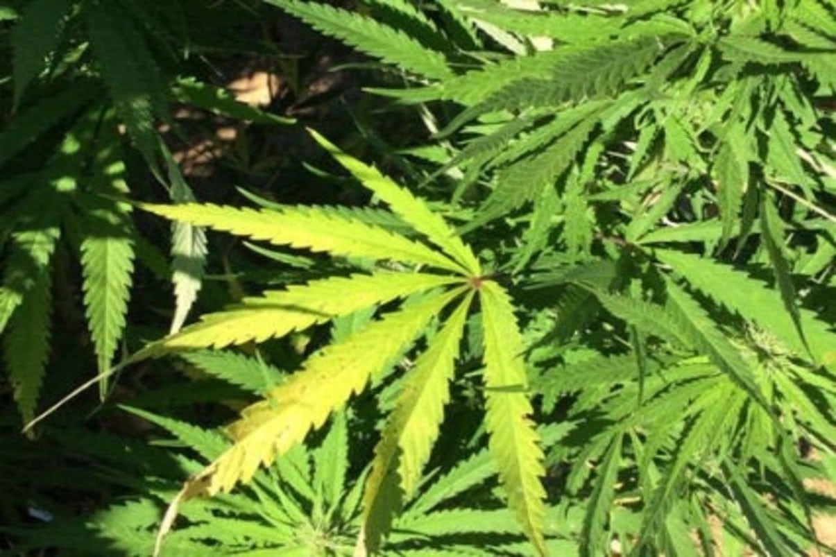 Nuevo decreto permitirá la exportación de hojas secas de cannabis