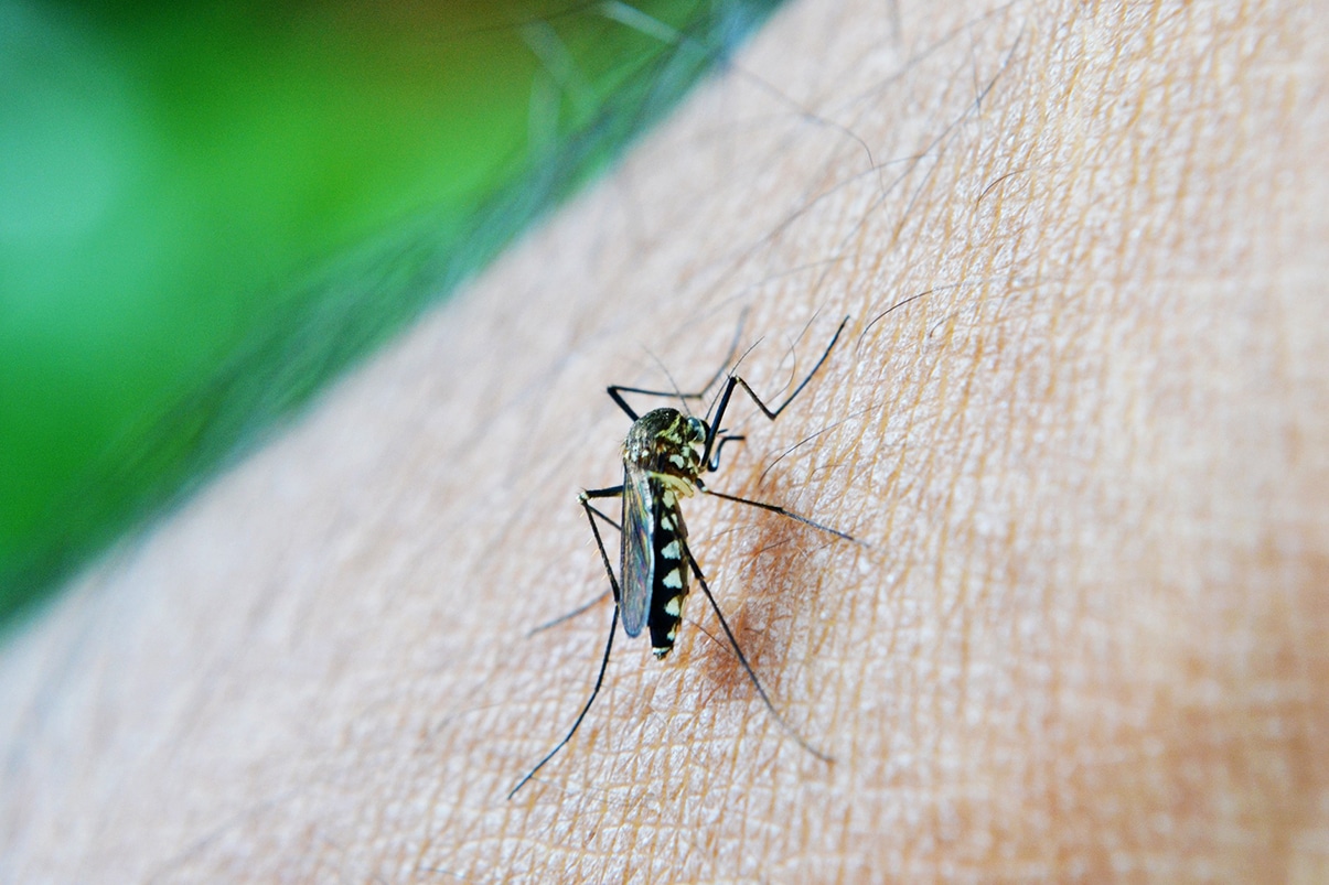 Alerta en el Valle por incremento de casos de dengue en el verano