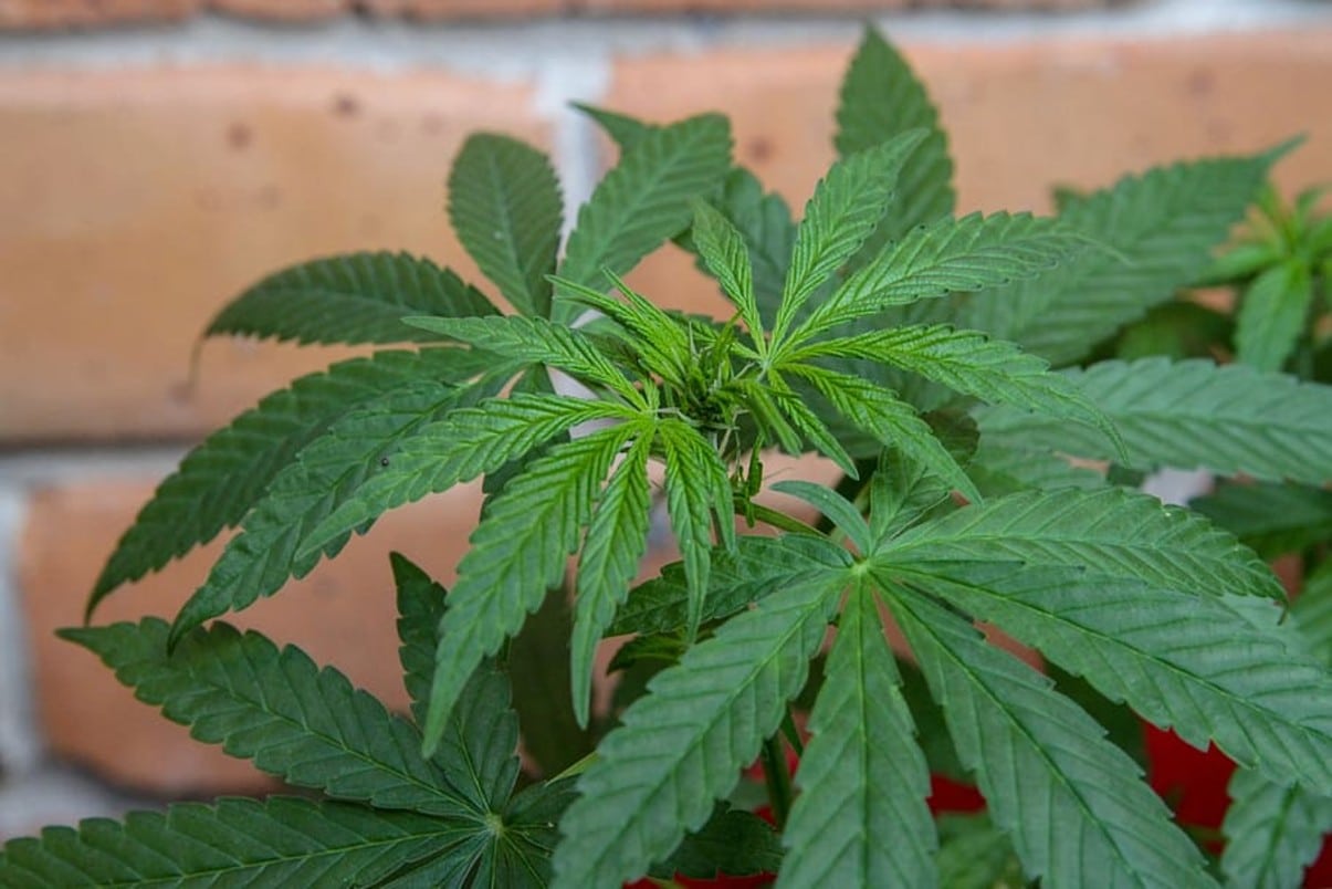 ¿Cuándo estará listo el decreto para la exportación de flor seca de cannabis?