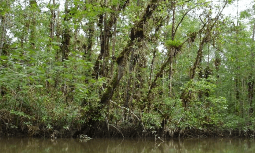 "El mangle es vida": Custodian manglares en el Pacífico para actividades ancestrales