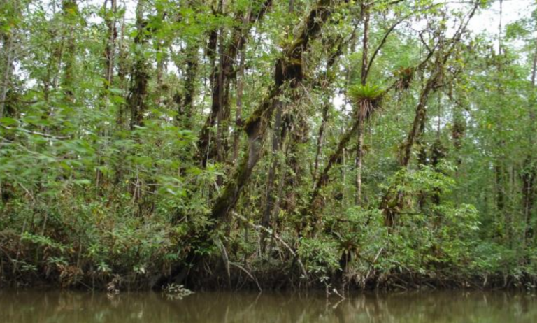 mangle-vida-custodian-manglares-en-el-pacifico-para-actividades-ancestrales-10-09-2021