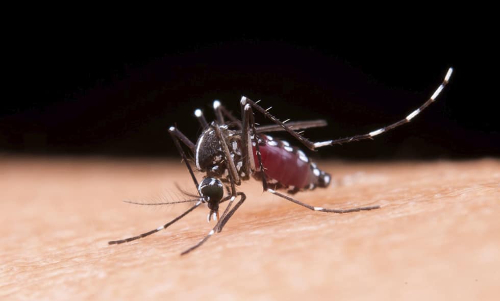 Autoridades invitan a no bajar la guardia ante el dengue en el Valle