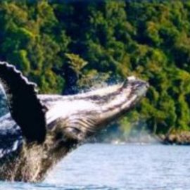 Esperan que llegada de ballenas al pacífico contribuya a economía del Valle