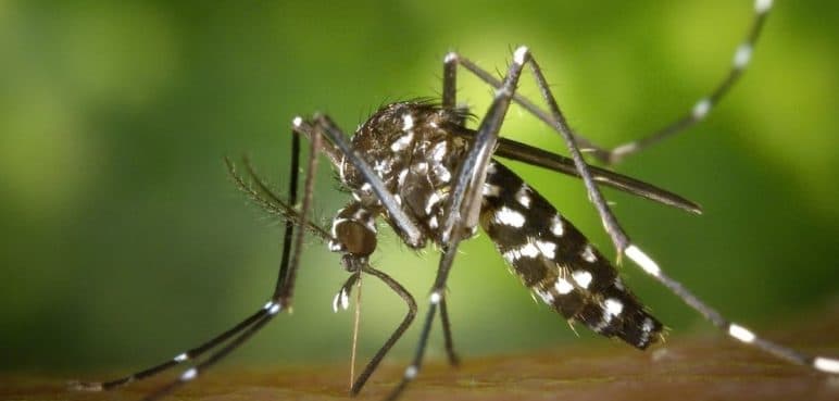Autoridades de Salud hacen llamado ante aumento de la letalidad del dengue