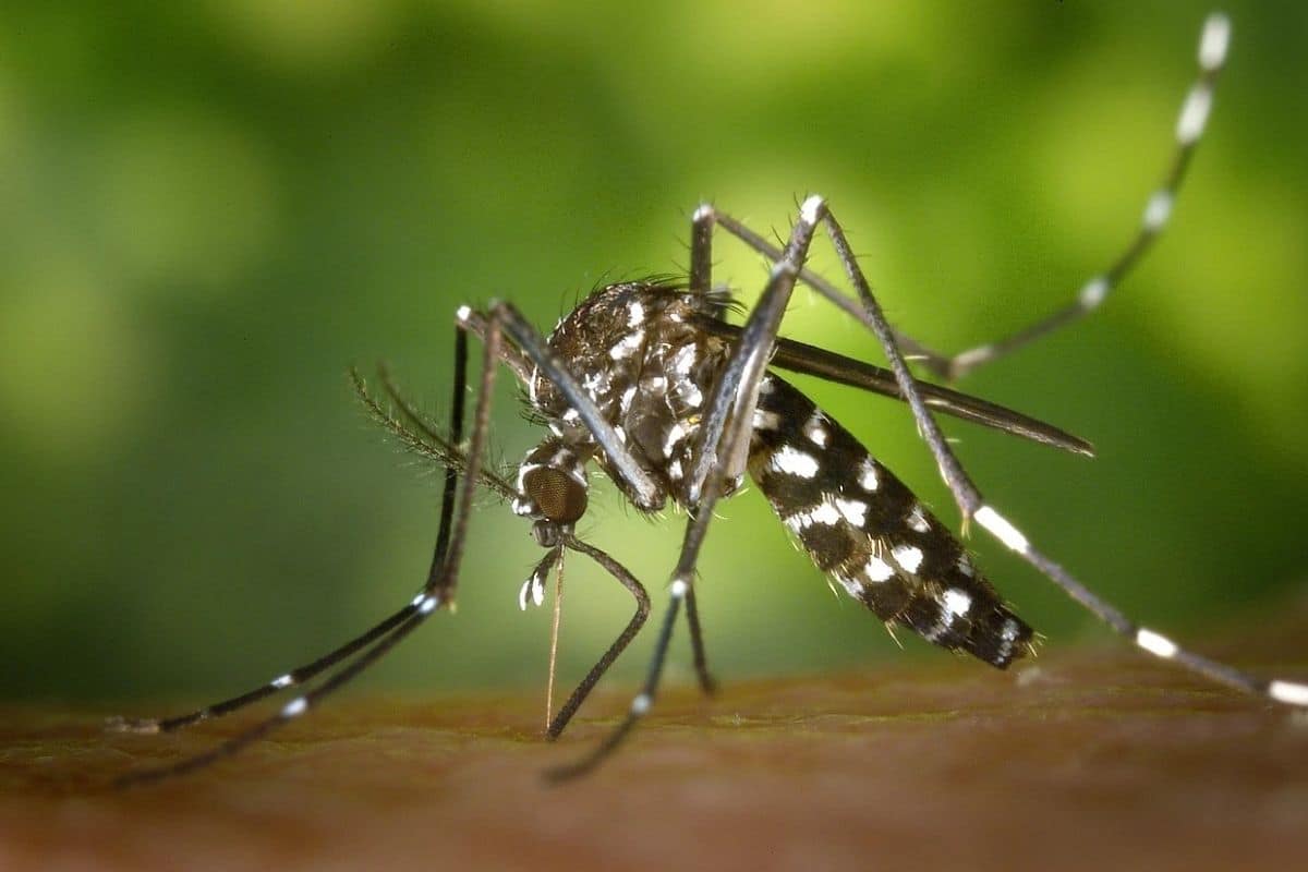 Autoridades de Salud hacen llamado ante aumento de la letalidad del dengue