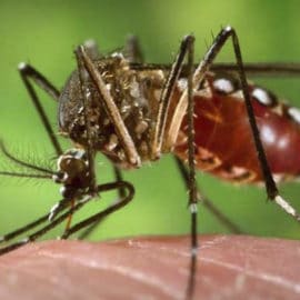 Dengue en Cali: reportan importante disminución del 60% en casos