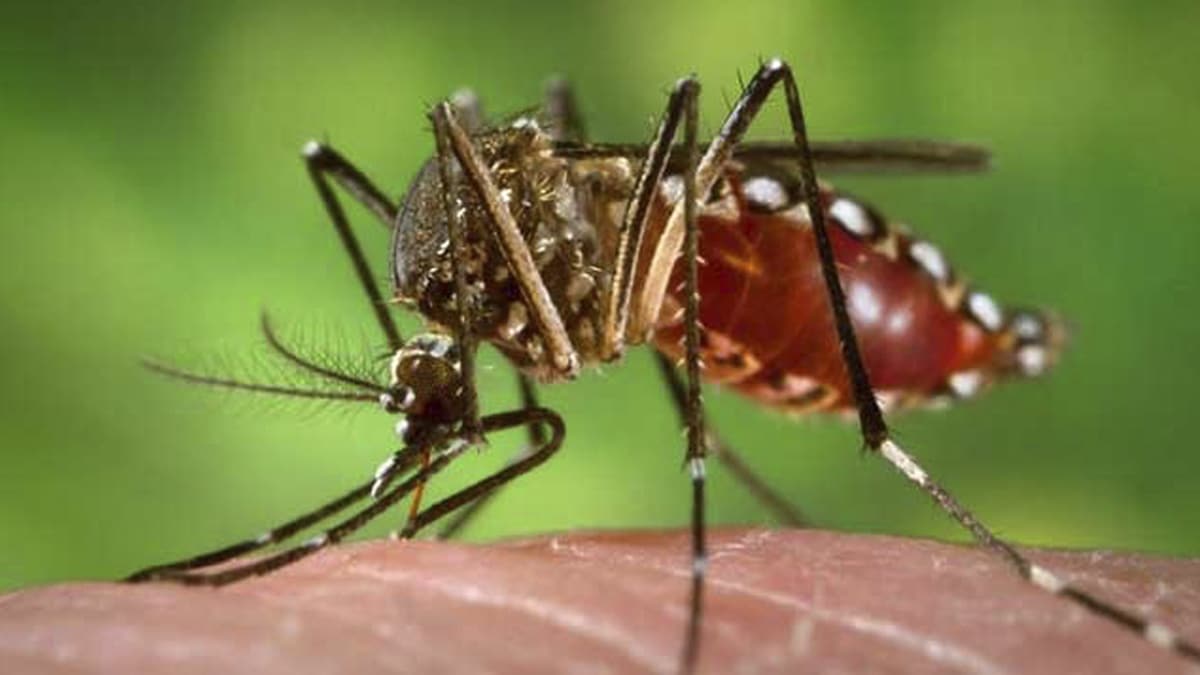 Dengue en Cali: reportan importante disminución del 60% en casos