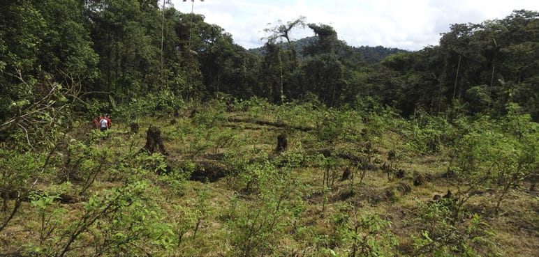 “Debe haber inversión” Gobernador del Cauca sobre sustitución gradual de cultivos ilícitos