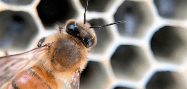 Las abejas tendrán su propio hotel en el Valle