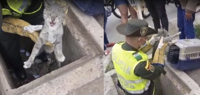 Policía Ambiental rescata gato de un alcantarillado tras ser atropellado