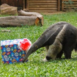 La navidad sorprendió con regalos a los animales del Zoológico de Cali