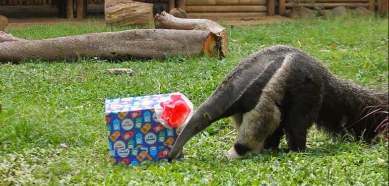la-navidad-sorprendio-con-regalos-a-los-animales-del-zoologico-de-cali-21-12-2021