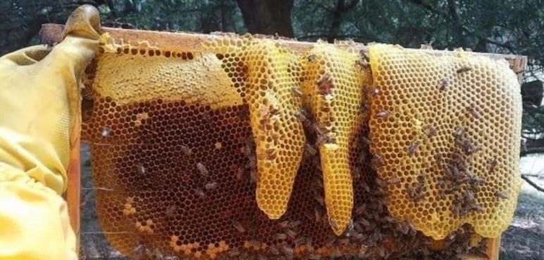 Conservación del parque ‘Los Farallones’ mediante apicultura